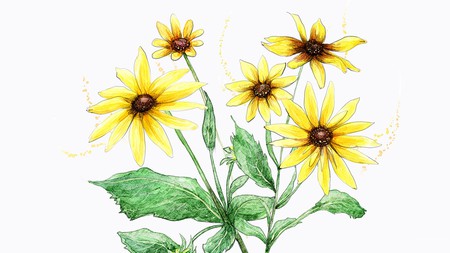 Simple Sunflowers - artistic, sunflowers, yellow, summer, spring, firefox persona, flora, floral, art