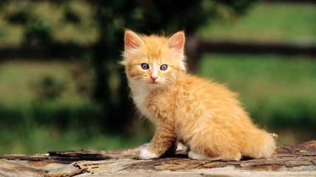 Adorable Kitty - trees, beautiful, grass, nature, green, cute, cats, adorable, animals, kitty