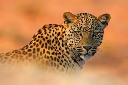 Leopard evening - hunter, leopard, spotted, sunset, red sky, cat