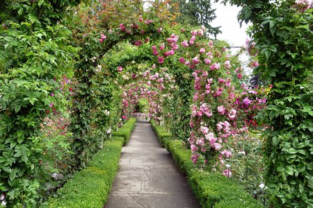 the entire garden for Cinzia - roses, nature, archway, garden, pink