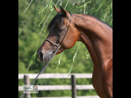 Arabian - fecce, horses, tree, animals