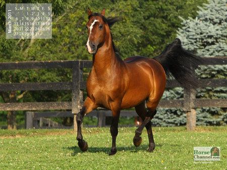 2011 March Horse - horses, tree, grass, animals