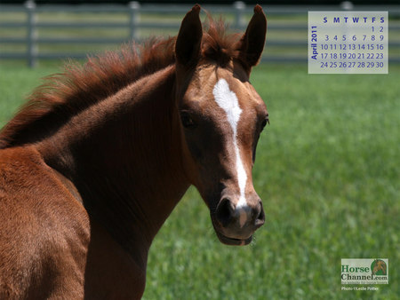 2011 April Foal - horses, grass, pasture, animals