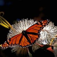 Monarch Butterfly