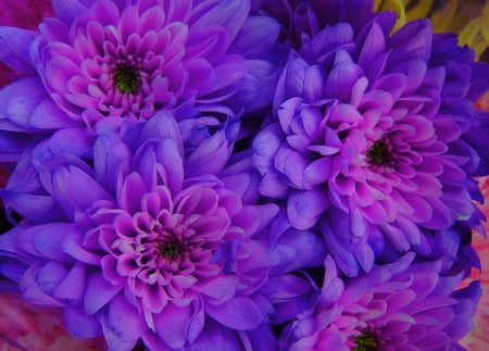 Blooms for Beth - bright, purple, pink, flowers, spring