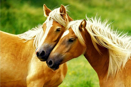 Companions - two horses, blond horses, blonds, pasture