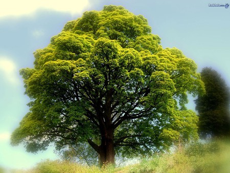 The tree of life - forest, field, tree, nature, grass