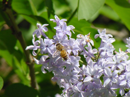 Bee Time - bee, bush, flower, spring time