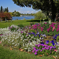 Park Flowers