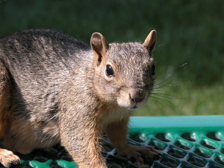 Squirrel Pet - park bench, summer, grass, squirrel