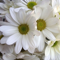 White margaritas