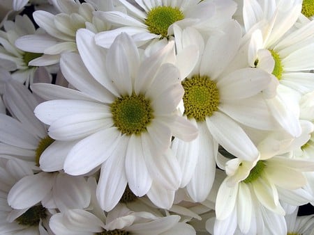 White margaritas - daisy, white, flower, margarita