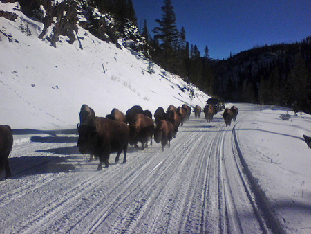 Bison Stroll - snow, winter, bison, yellowstone