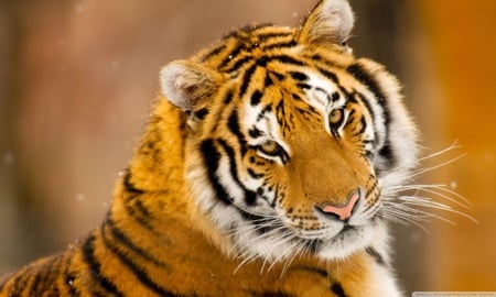 Siberian tiger - animal, feline, siberian, tiger, wildlife