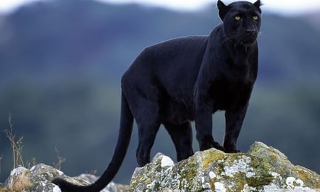 Black panter