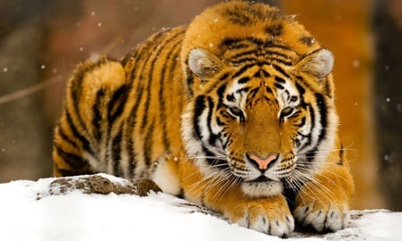 Siberian tiger on snow - wildlife, animal, winter, tiger, siberian, feline, snow