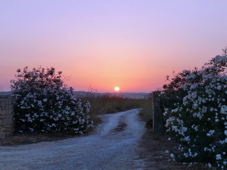 Entry Into the Sunrise - scene, scenario, spring, flowers, sunrays, plants, seasons, access, sunrises, passage, road, sunshine, sunbeam, colors, route, natural, stones, wall, sunsets, entry, view, port, pathway, sky, sun, gate, winter, photoshop, cool, lightness, bright, gateway, scenery, alleyway, light, path, door, driving, nice, way, line, paysage, beauty, fullscreen, col, picture, paisage, nature, brightness, drive, background, wallpaper, landscape, windbreak, photo, desktop, image, beautiful, photography, run, pc, paisagem, highroad crossing, panorama, track