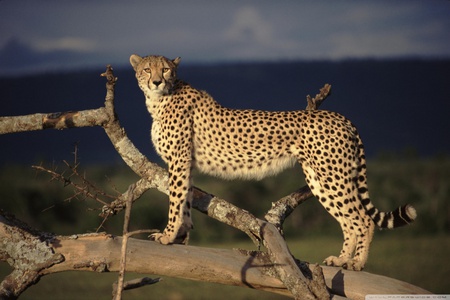 Female cheetah on Massai, Kenia - cheetah, massai, kenia, cat, wildlife