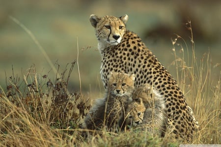 Cheetah mother and cubs on Massai, Kenia - cheetah, cub, masai, family, reserve, cat, mother, kenya, wildlife