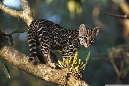 Margay kitten, Costa Rica - margay, tree, costa rica, kitten