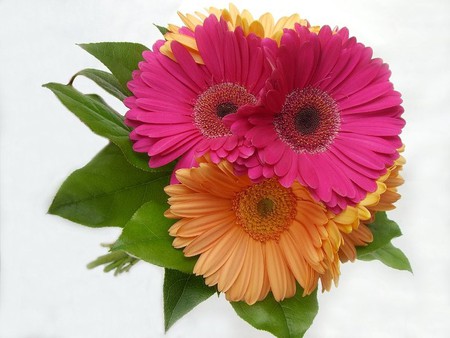 Magnificent delight - forever, sunshine, together, pink, orange, bouquet, flowers, magnificent, nature, green, delight