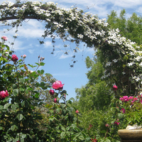 roses garden