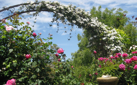 roses garden - arbor, home, roses, beautiful, garden