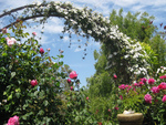 roses garden