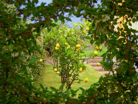 trough the hole - garden, home, beautiful, tree, lemon