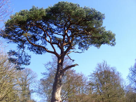 tree - green, brown, tree, park, sky