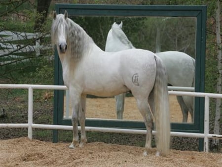 Reflection - horses, andalusian, spanish, grey