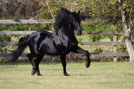 TRIUNFADOR XXIV - black, spanish, bob langrish, horses, andalusian