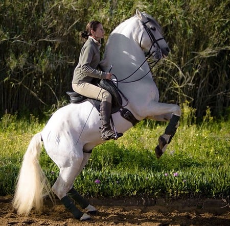 LadyHawke:) - spanish, dressage, grey, white, horses, rear up, andalusian