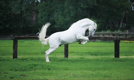 Nervy Andalusian - spanish, white, horses, andalusian