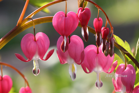 flowers for my friend Cinzia - heart, red, beautiful, branch, flowers, garden