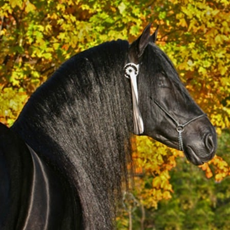 Black Diamond - horses, andalusian, black, spanish