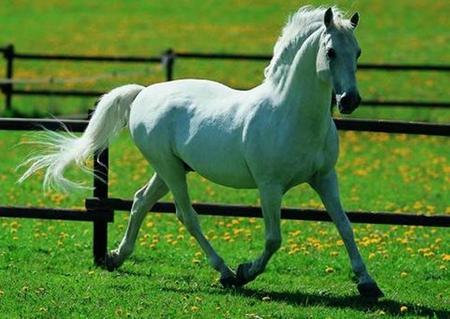 Walk through the Meadow - spanish, grey, white, horses, meadow, andalusian