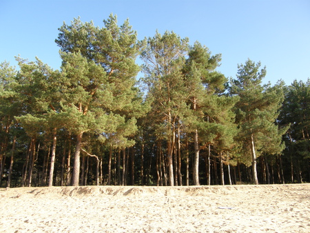 Pines at the bank - ukraine, bank, river, pines, energodar