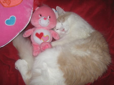 My Sid Vicious - hearts, valentines, cat, carebear