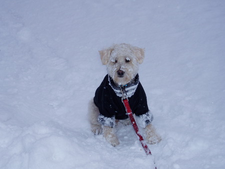 Snow Schnoodle