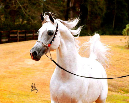 Beauty wild - gallop, horse, beuty, stallion, arabian