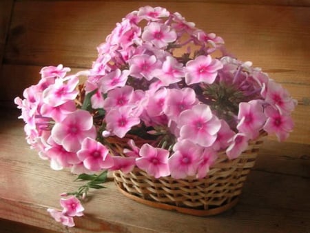 A basket of pinks - flowers, basket, spring, pink