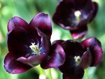 Purple_Tulips