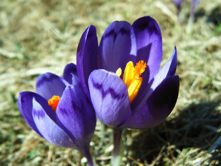 Purple flower - great, spring, flower, purple