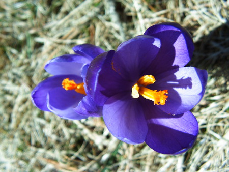 Purlple flower - beautiful, spring, flower, purple