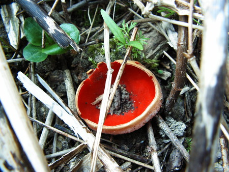 red fungus - fungus, poisonous, nature, red