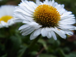 White flower