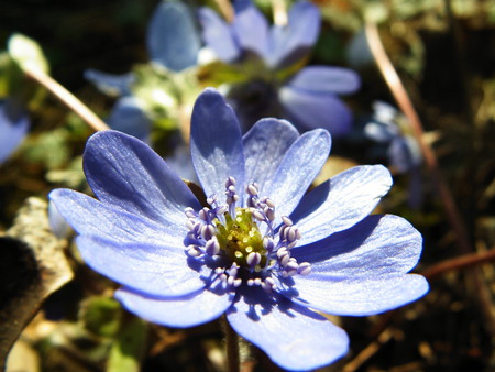 Blue - flower, great, pretty, blue