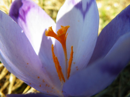 purple - flower, purple, great, nature