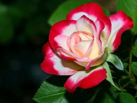 A_Delicate_Rose for Cinzia - roses, delicate, beautiful, friend, love, flower, flowers, white, nature, red, rose